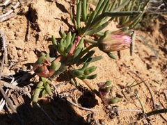 Cephalophyllum tricolorum