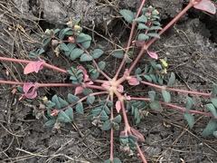 Euphorbia ocellata ocellata