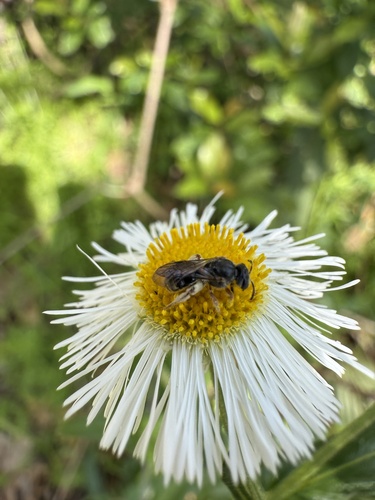 Birkmann's Sweat Bee