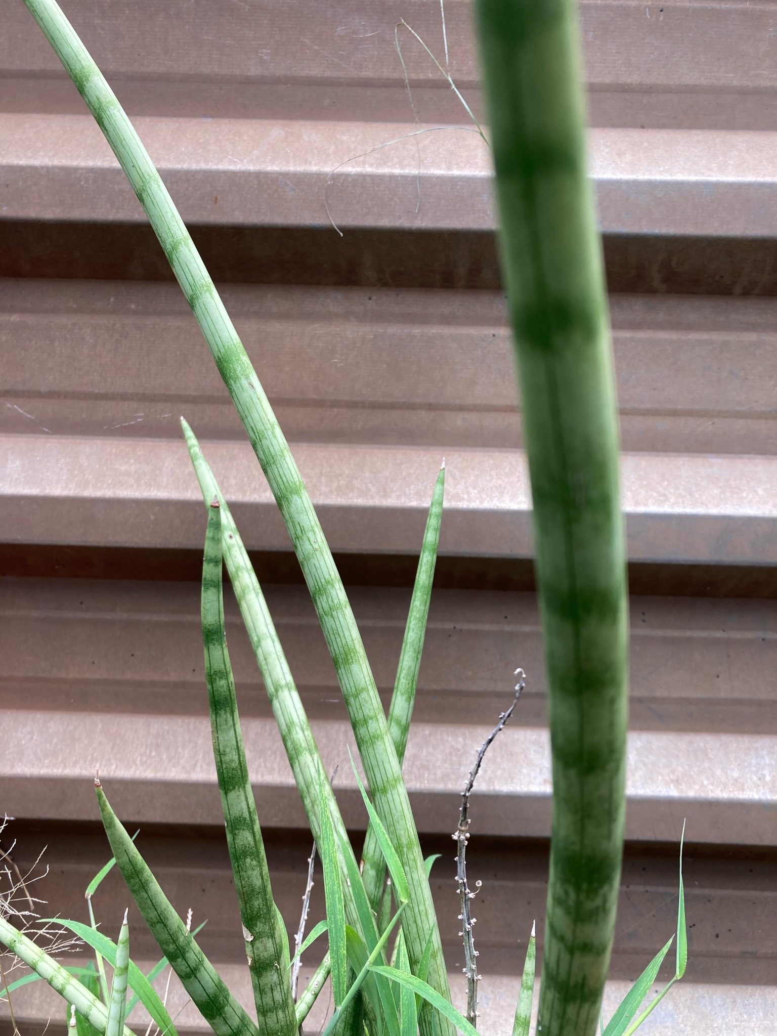 Sansevieria cylindrica