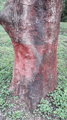 Adenanthera