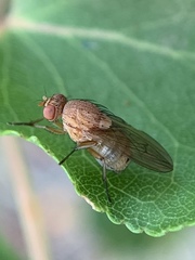 Minettia inusta