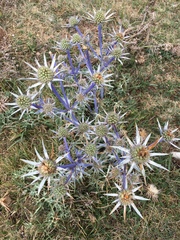 Eryngium bourgatii