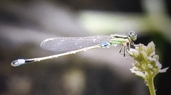 Ischnura senegalensis