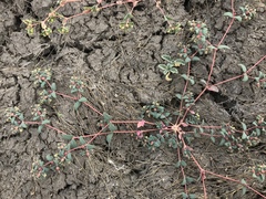 Euphorbia ocellata ocellata