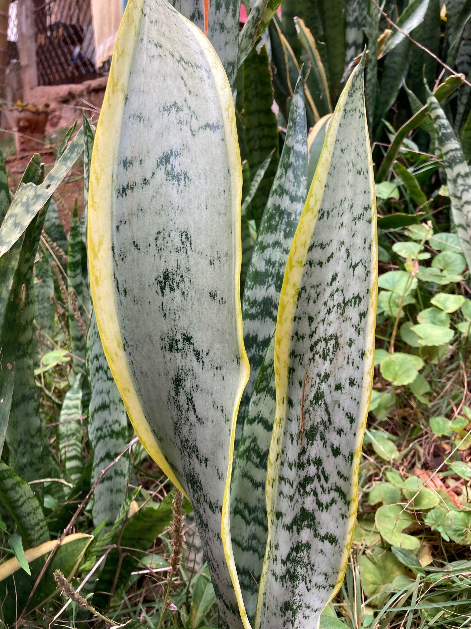 Sansevieria trifasciata