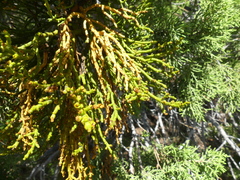 Phoradendron juniperinum