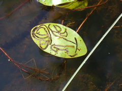 Polypedilum braseniae