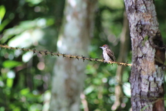 Scaled Piculet photo 3