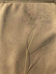 Agrostis mertensii