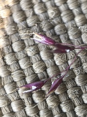 Agrostis mertensii