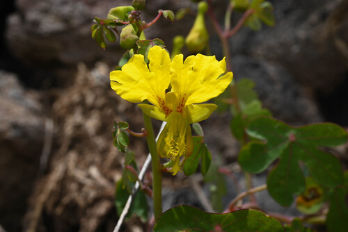 Canary-creeper (Tropaeolum peregrinum)