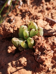 Bulbine mesembryanthemoides