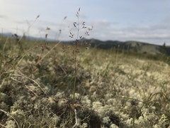 Agrostis mertensii
