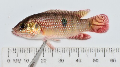 Jewel cichlid (Hemichromis bimaculatus) — Cichlidae — 2
