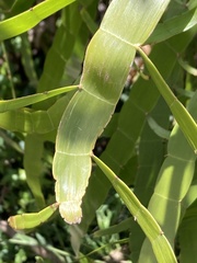 Ribbon bush (Homalocladium)