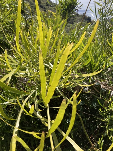 Muehlenbeckia platyclada, photograph 1