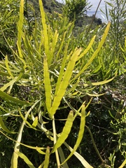 Paul F, CC BY, iNaturalist via GBIF Muehlenbeckia platyclada, photograph Paul F, CC BY, iNaturalist via GBIF