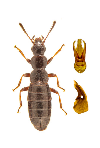 Staph beetle