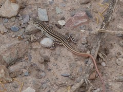Acanthodactylus erythrurus