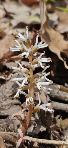 Image of Pachysandra procumbens by (c) Jeff Wilson, some rights reserved (CC BY)