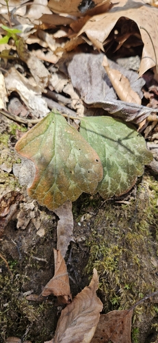 Image of Pachysandra procumbens by (c) Jeff Wilson, some rights reserved (CC BY)
