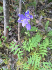 Polemonium acutiflorum