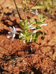 Lapeirousia pyramidalis pyramidalis