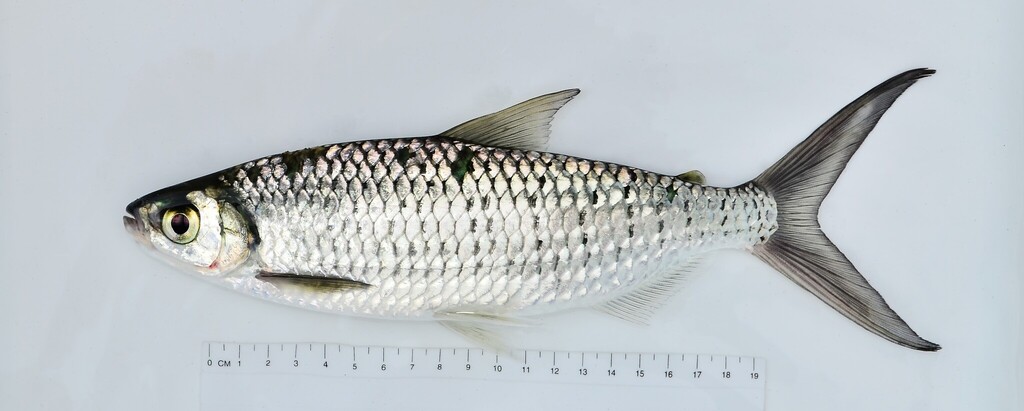 Liebrechts' alestes (Alestes liebrechtsii) — Alestidae