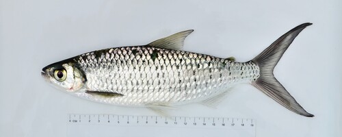 Liebrechts' alestes (Alestes liebrechtsii) — Alestidae