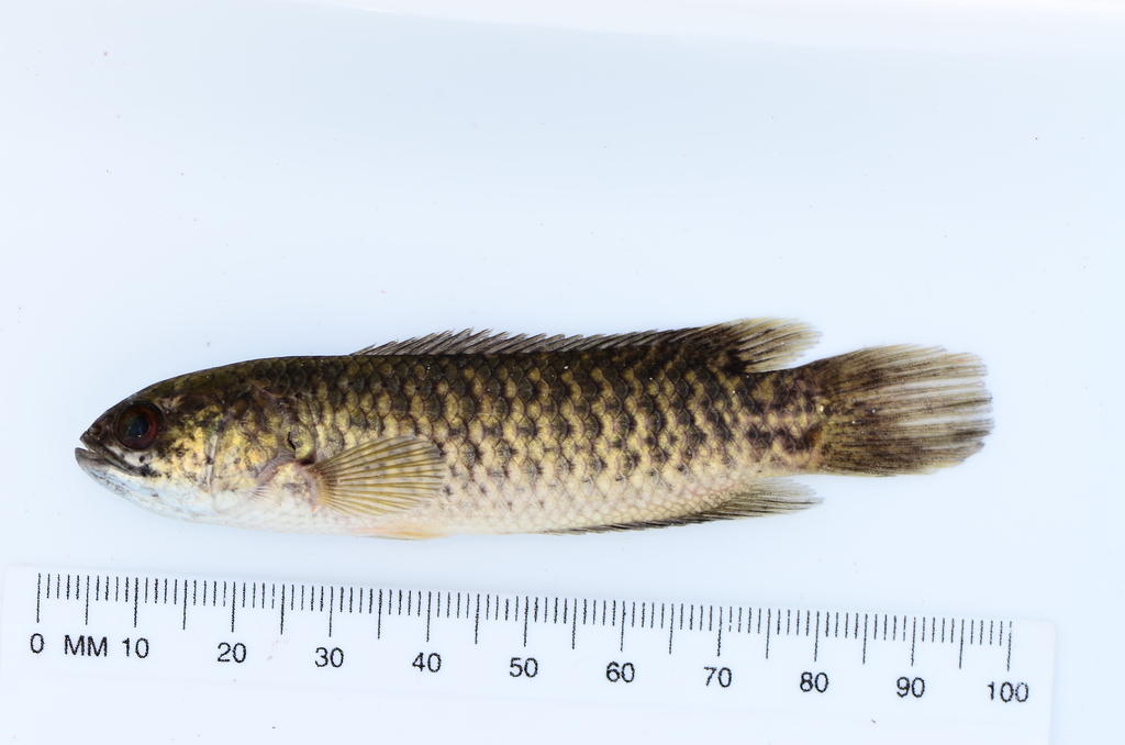 Manyspined ctenopoma (Ctenopoma multispine) — Anabantidae
