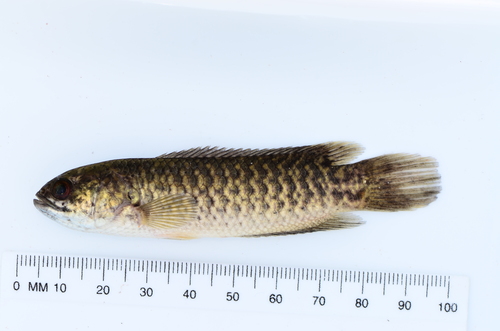 Manyspined ctenopoma (Ctenopoma multispine) — Anabantidae