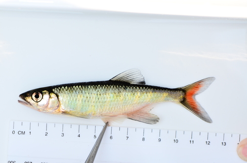 Spottail minnow (Opsaridium maculicauda) — Cyprinidae