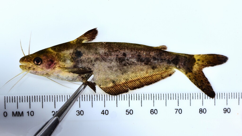Shoulderspot catfish (Schilbe marmoratus) — Schilbeidae
