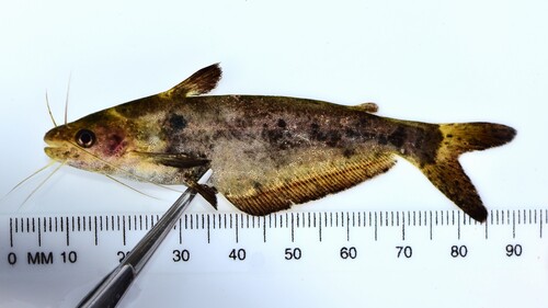 Shoulderspot catfish (Schilbe marmoratus) — Schilbeidae