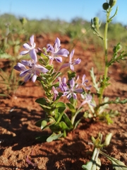 Lapeirousia pyramidalis pyramidalis