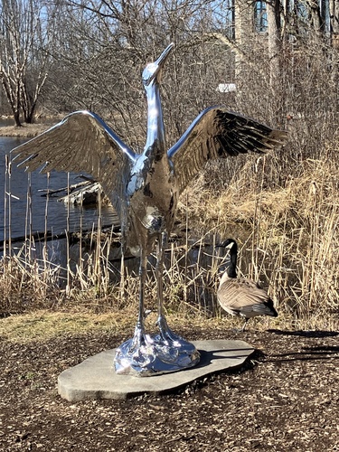 Canada Goose photographed in New York