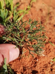 Eriospermum paradoxum