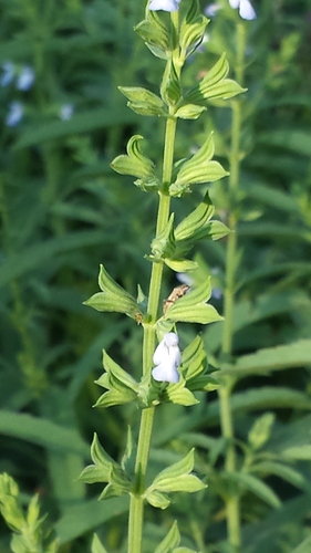 Salvia reflexa
