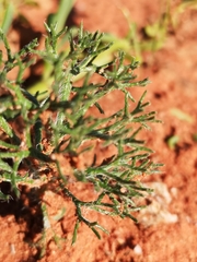 Eriospermum paradoxum