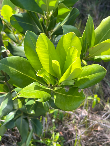 Foto de Capororoca