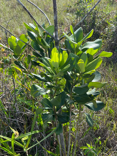 Foto de Capororoca