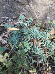 Euphorbia petrophila