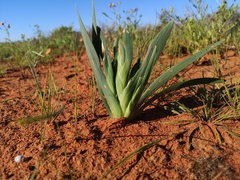 Ferraria variabilis