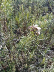 Baccharis linearis