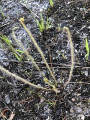 Drosera filiformis