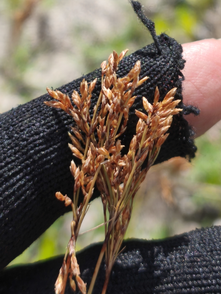 Bulbostylis scabra