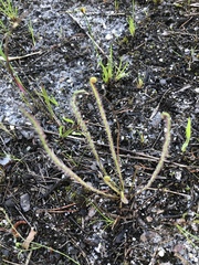 Drosera filiformis