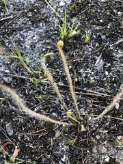 Drosera filiformis