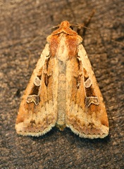 Euxoa ochrogaster